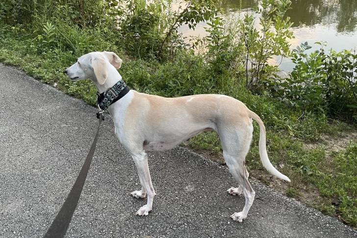 Un Saluki sur une surface bitumée et qui est tenu en laisse