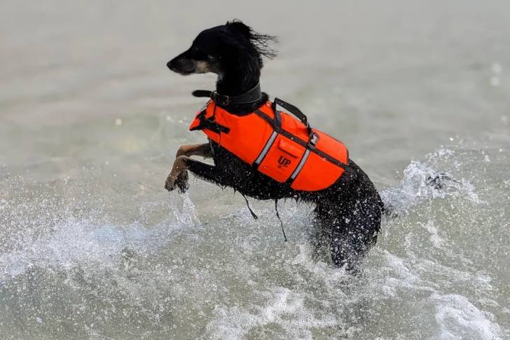 Un Saluki dans l'eau et portant un gilet de sauvetage
