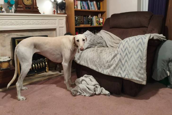 Un Saluki sur une moquette et portant un collier autour du cou