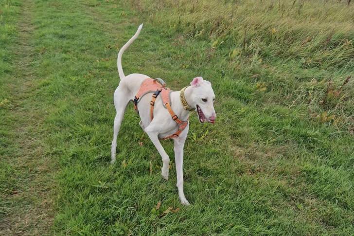 Un Saluki sur une surface herbacée et portant un harnais 