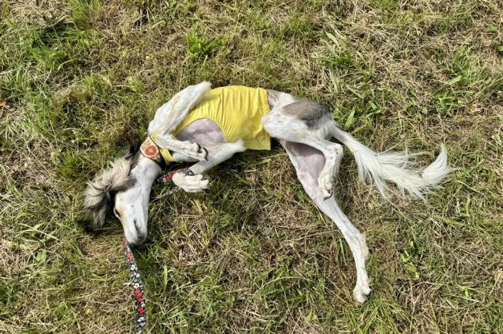 Un Saluki allongé sur une surface herbacée et portant un habit pour chien 