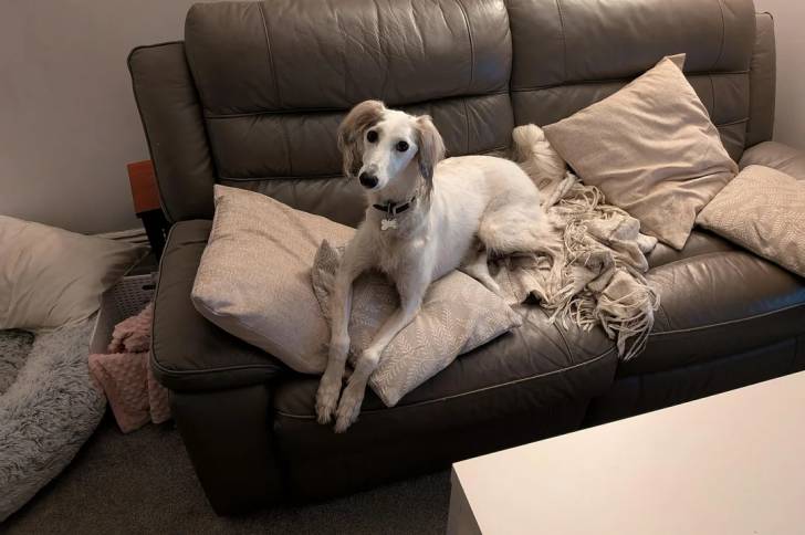 Un Saluki allongé sur un canapé et portant un collier autour du cou
