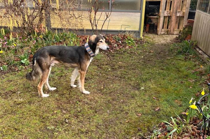 Un Saluki sur une surface herbacée et portant un collier autour du cou