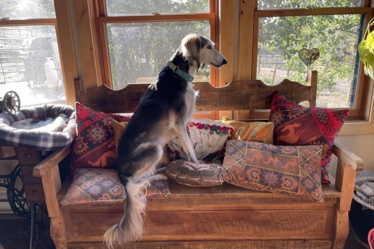 Un Saluki assis sur un canapé et portant un collier autour du cou