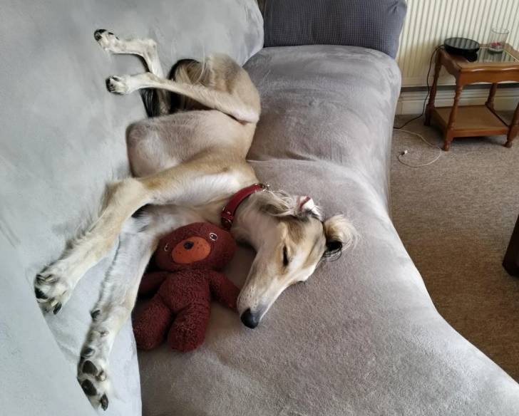 Un Saluki allongé sur un canapé et portant un collier autour du cou