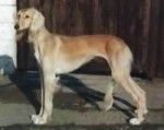 Saluki - Saluki