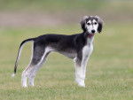 Photo Saluki