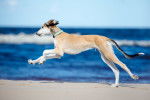 Photo Saluki