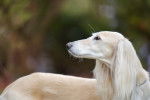 Photo Saluki