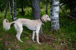 Photo Saluki