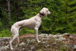 Photo Saluki