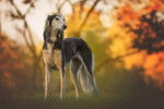 Un Saluki debout dans une forêt à l'automne