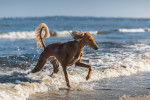 Un Saluki à la mer joue au milieu des vagues