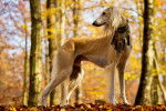 Photo Saluki