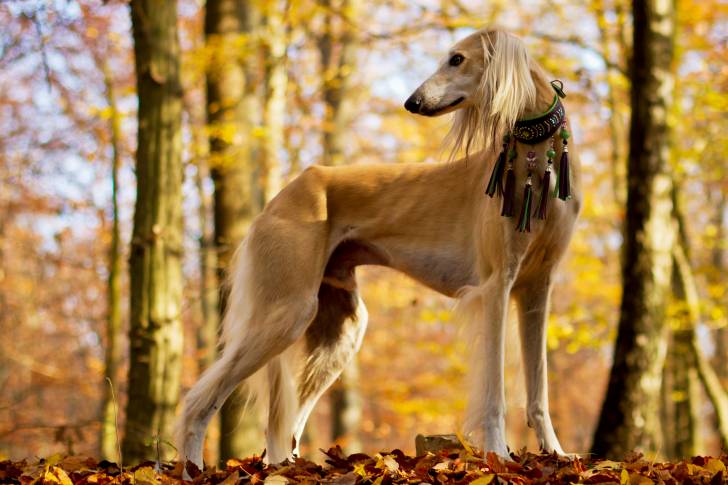 Le Saluki