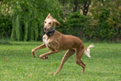 Un Saluki brun à l'air heureux court dans un jardin