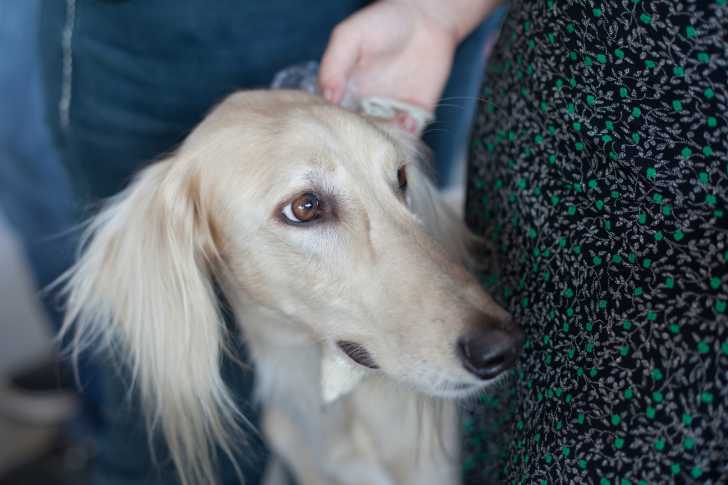 Photo Saluki