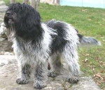 Schapendoes Néerlandais - Schapendoes Néerlandais