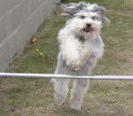 Polux 20 mois - Schapendoes Néerlandais (1 an et 8 mois)