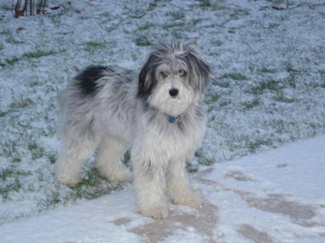Polux mâle de 20 mois - Schapendoes Néerlandais (1 an et 8 mois)