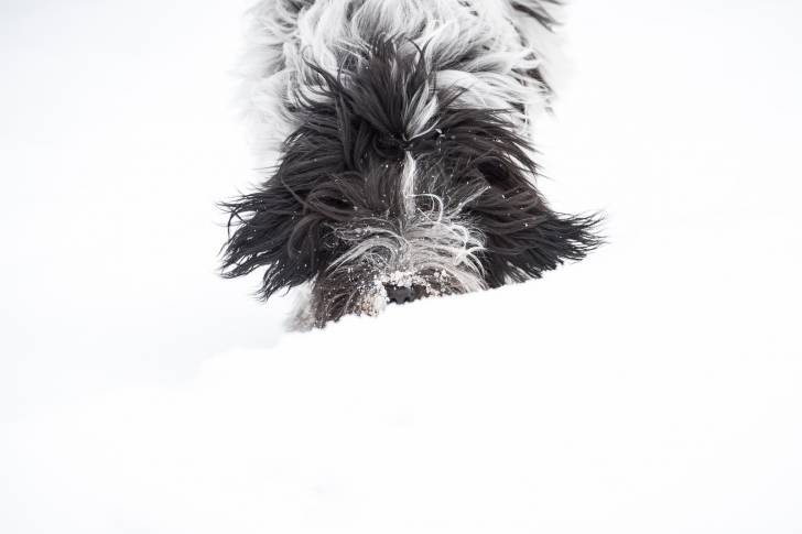 Photo Schapendoes Néerlandais