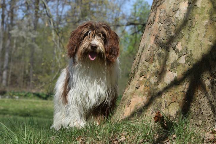 Photo Schapendoes Néerlandais