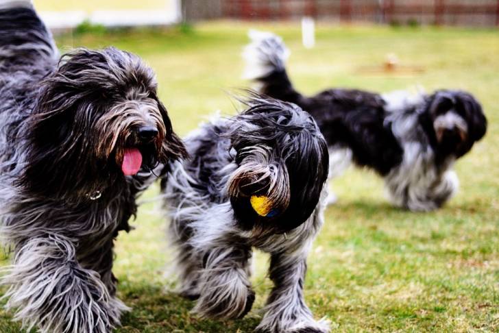 Photo Schapendoes Néerlandais