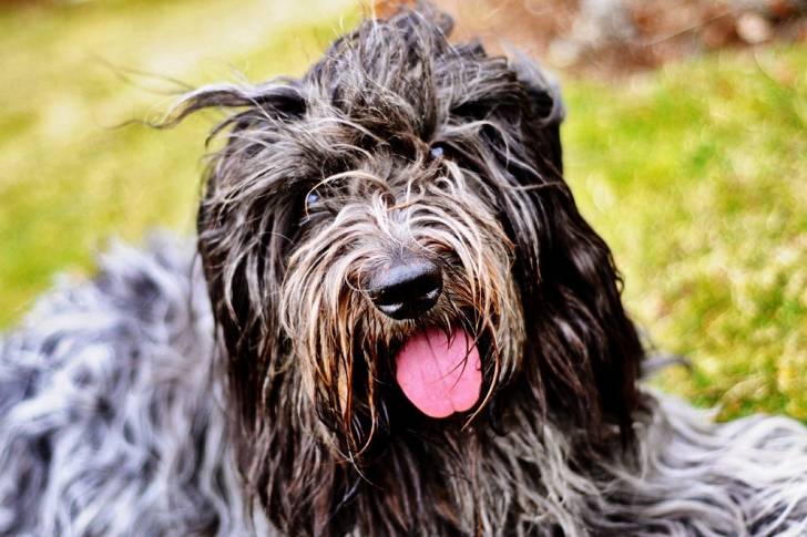 Photo Schapendoes Néerlandais