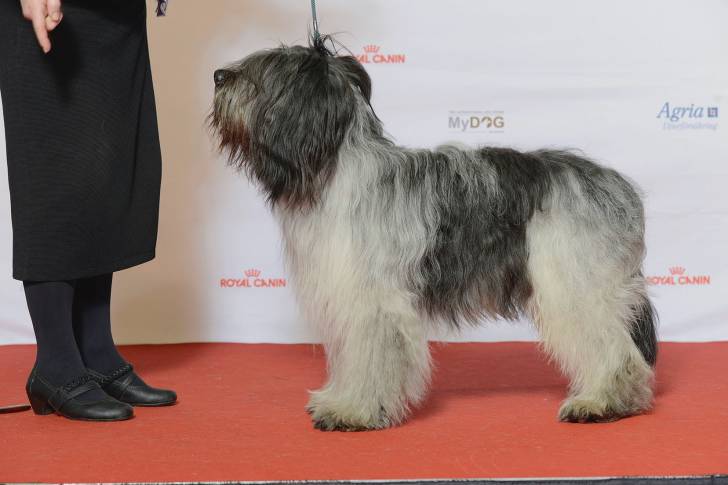 Photo Schapendoes Néerlandais