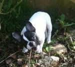 Boby mon chou - Bouledogue Fran&ccedil;ais M&acirc;le (4 mois)