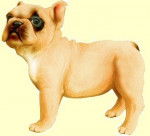 Isabelle - Bouledogue Fran&ccedil;ais (1 mois)