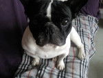 raymond mon chien ador&eacute; - Bouledogue Fran&ccedil;ais M&acirc;le (7 ans)