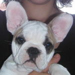 zozo - Bouledogue Fran&ccedil;ais (2 mois)