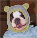 LILI - Bouledogue Fran&ccedil;ais (1 an)