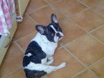 Paco - Bouledogue Fran&ccedil;ais M&acirc;le (3 ans)