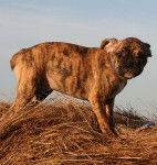 toni - Bouledogue Fran&ccedil;ais M&acirc;le (5 mois)