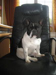 diva - Bouledogue Fran&ccedil;ais (1 an)