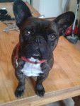 Falcko - Bouledogue Fran&ccedil;ais M&acirc;le (2 ans)