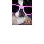 brandy - Bouledogue Fran&ccedil;ais (2 ans)