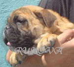 billy - Bouledogue Fran&ccedil;ais M&acirc;le (2 ans)