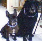 Paméla - Bouledogue Français (10 ans)