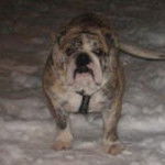 Edgar - Bouledogue Fran&ccedil;ais M&acirc;le (3 ans)