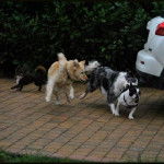 Charly s'ammuse bien :) - Bouledogue Fran&ccedil;ais M&acirc;le (2 ans)