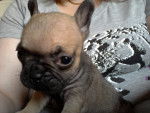 Bijou - Bouledogue Fran&ccedil;ais (11 mois)