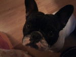 Mon boully - Bouledogue Fran&ccedil;ais (2 ans)