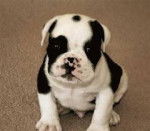 dexter - Bouledogue Fran&ccedil;ais M&acirc;le (5 mois)