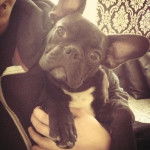 Chuck - Bouledogue Français Mâle (9 mois)