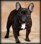 boul - Bouledogue Français (4 ans)