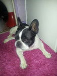 Lucky - Bouledogue Fran&ccedil;ais M&acirc;le (9 ans)