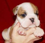 bouldi - Bouledogue Fran&ccedil;ais (3 mois)